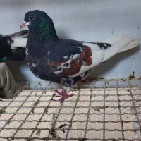 کبوتر یال سیاه ماده