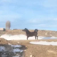 اسب نر