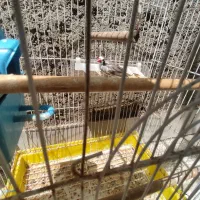 فنچ نر