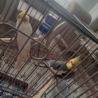 یک جفت عروس هلندی