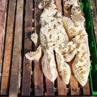 جا برای استقرار زنبورستان