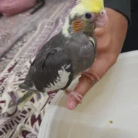 عروس هلندی
