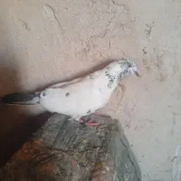 کفتر