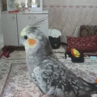عروس هلندی