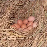 تخم مرغ نطفه دار جوجه گلین مینیاتوری سبرایت کبوتر