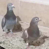نرماده  اغون فروشی کسی خاست تماس بگیره