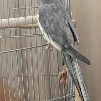 عروس هلندی جفت خورده