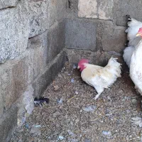 خروس جاپنیز