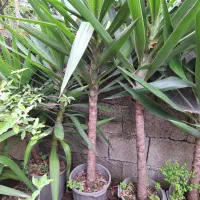 گیاه یوکای ماده تولید کننده