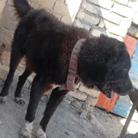 سگ قهدریجونی با یه ماده دیوانه