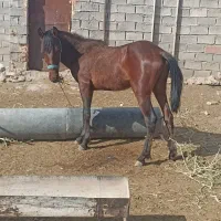 اسب خوشگل نریون یک سال نیم عمرش همه مراحل هم تکمیل