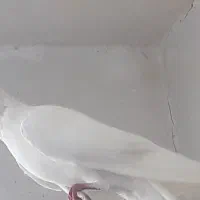 کفتر
