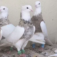 طوقی خال خرمایی ،آجری ،کارتونی