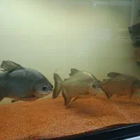 ماهی پاکو25سانت