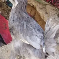 تعدادی مرغ خروس گلین درجه یک عکسا رونگاه کن
