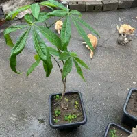 درخچه|گل و گیاه طبیعی|چالوس, |دیوار