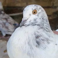 فروش|پرنده|سمنان, |دیوار