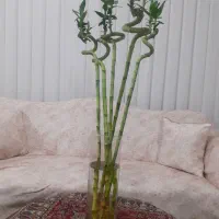 بامبو بسیار زیبا دارای انرژی مثبت فراوان