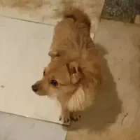 سگ پاکوتاه