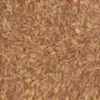 گندم دیمی باران