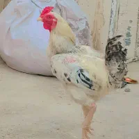 خروس
