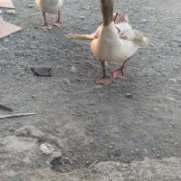 یک جفت غاز معاوزه با کهره یا بره. بقیش سر میدم
