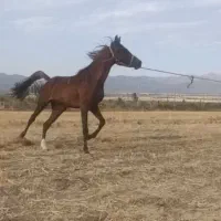 اسب عرب