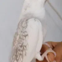 آلبینو دوکت سخنگو