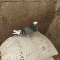 کبوتر ماده
