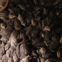 بلدرچین پرورشی