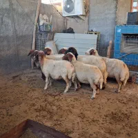 میش داشتی