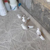 نرو ماده