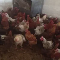 مرغ و خروس محلی