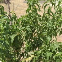 زمین فروشی قبل از مرزیجران با ۴‌ اصله درخت گردو