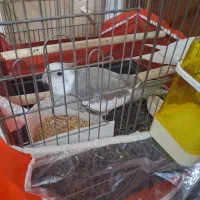 عروس وایت فیس+البینو