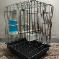 قفس عروس هلندی و طوطی