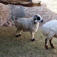 سلام بره وطنی بلوچی