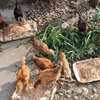 جوجه مرغ یکماهه