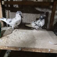 کبوتر کاکلی
