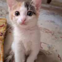 واگذاری گربه کوچولو