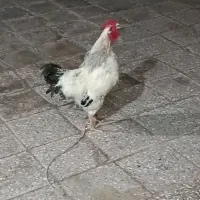 خروس