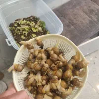 حراج حلزون آچاتینا