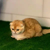 گربه اسکاتیش