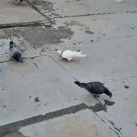 کبوتر فروشی