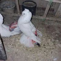 کبوتر تزئینی خوشگل