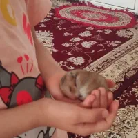 همستر سوری