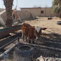 گوساله نر درجه یک