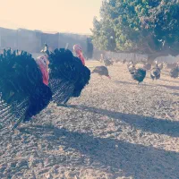 فروش تخم نطفه داره بوقلمون برنز انگلیسی