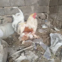 خروس