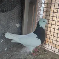 ماده طوقی سیاه واکسی درشت مهر مهر